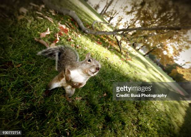 squirrel holding a hazelnut in a public park in toronto, ontario, canada - gray squirrel foto e immagini stock