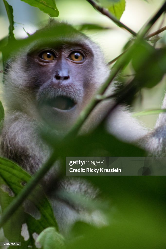 Young Long-Tailed Macaque Wide Mouthed