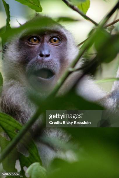 young long-tailed macaque wide mouthed - ricky kresslein stock-fotos und bilder
