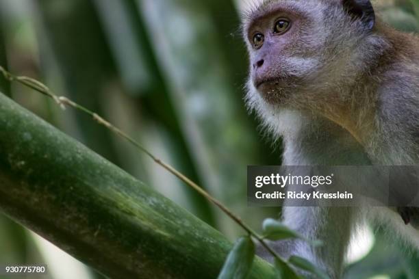 long-tailed macaque climbing bamboo - kao sok national park stock pictures, royalty-free photos & images