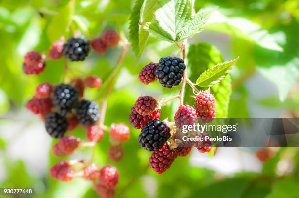 blackberry branch with different way of maturation - blackberry fruit stock pictures, royalty-free photos & images