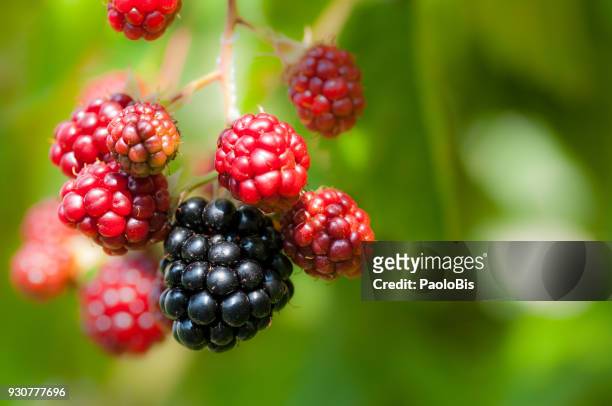 blackberry branch with different way of maturation - blackberry fruit macro stock pictures, royalty-free photos & images