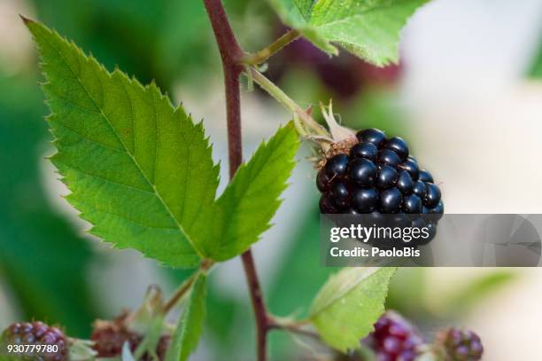 blackberries, branch with ripe fruits - amora imagens e fotografias de stock