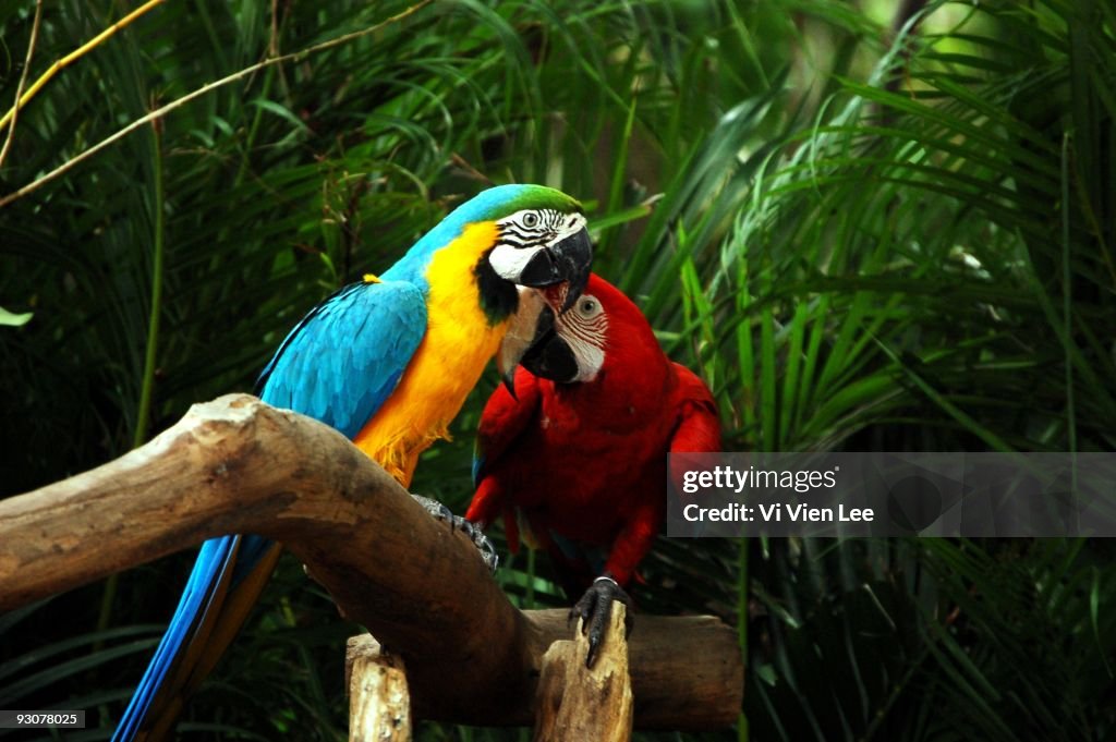Two identical macaws perched on branch