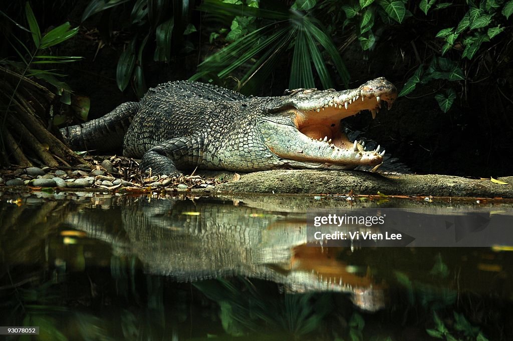 Crocodile