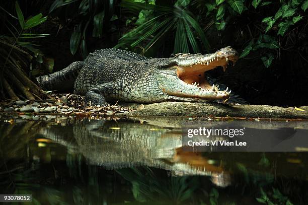 crocodile - crocodile fotografías e imágenes de stock