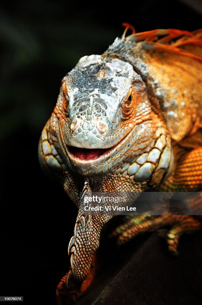Orange Lizard