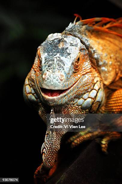 Orange Lizard High-Res Stock Photo