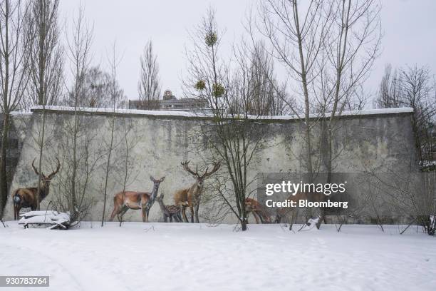 Mural showing local wildlife sits on a wall in the evacuated city of in Pripyat, Ukraine, on Wednesday, Feb. 28, 2018. Solar Chernobyl SPP, a...