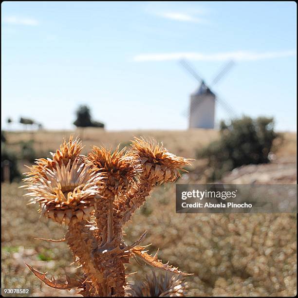 cardos y molino en viñuelas - abuela stock pictures, royalty-free photos & images