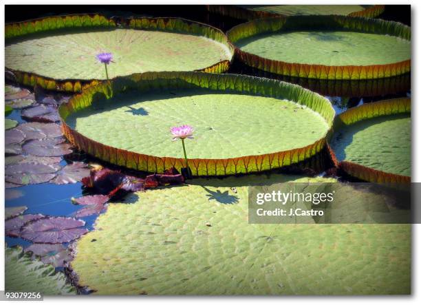 amazon rain forest water lilly - amazon rainforest rain stock pictures, royalty-free photos & images