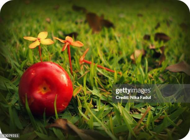 acerola - acerola stock-fotos und bilder