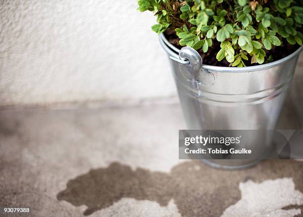 freshly watered - tobias gaulke foto e immagini stock