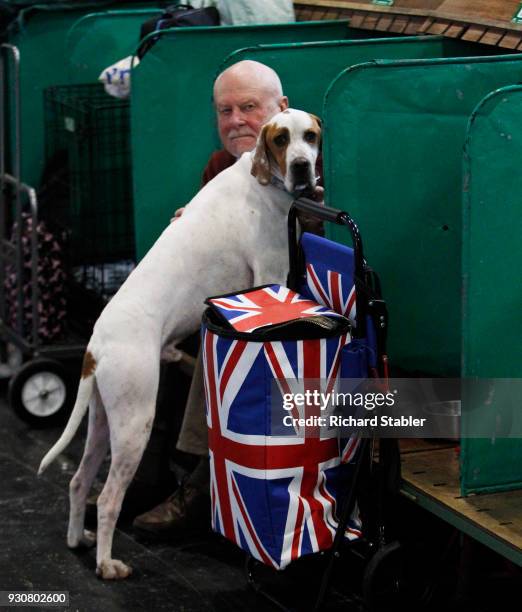 Pointer gundog on day four of the Cruft's dog show at the NEC Arena on March 11, 2018 in Birmingham, England. The annual four-day event sees around...