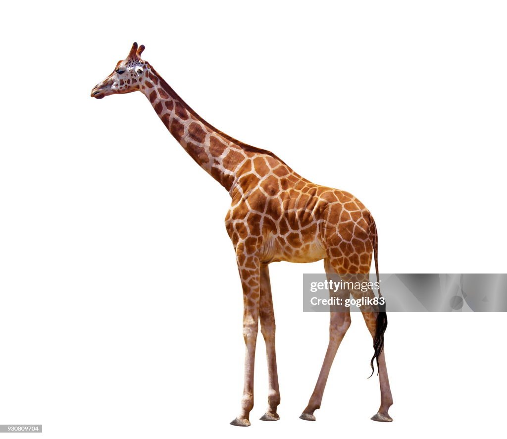 Giraffe, die vor weißem Hintergrund steht
