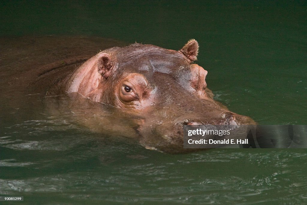 Hippo Laying in Wait