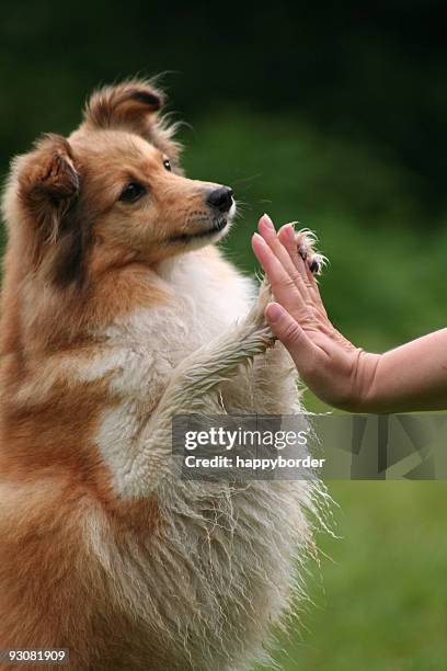 trusty sheltie - animal finger stock pictures, royalty-free photos & images