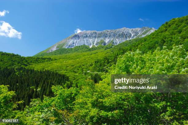 mt daisen, trees in forest - tottori prefecture stock pictures, royalty-free photos & images