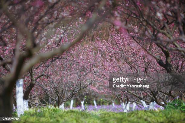 plum blossom in spring - avenue pink cherry blossoms stockfoto's en -beelden