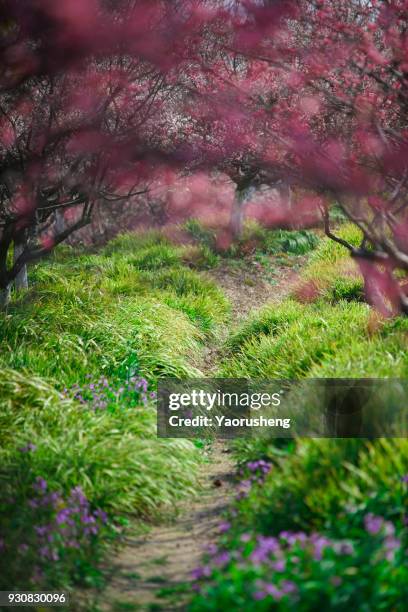 plum blossom in spring - avenue pink cherry blossoms stockfoto's en -beelden