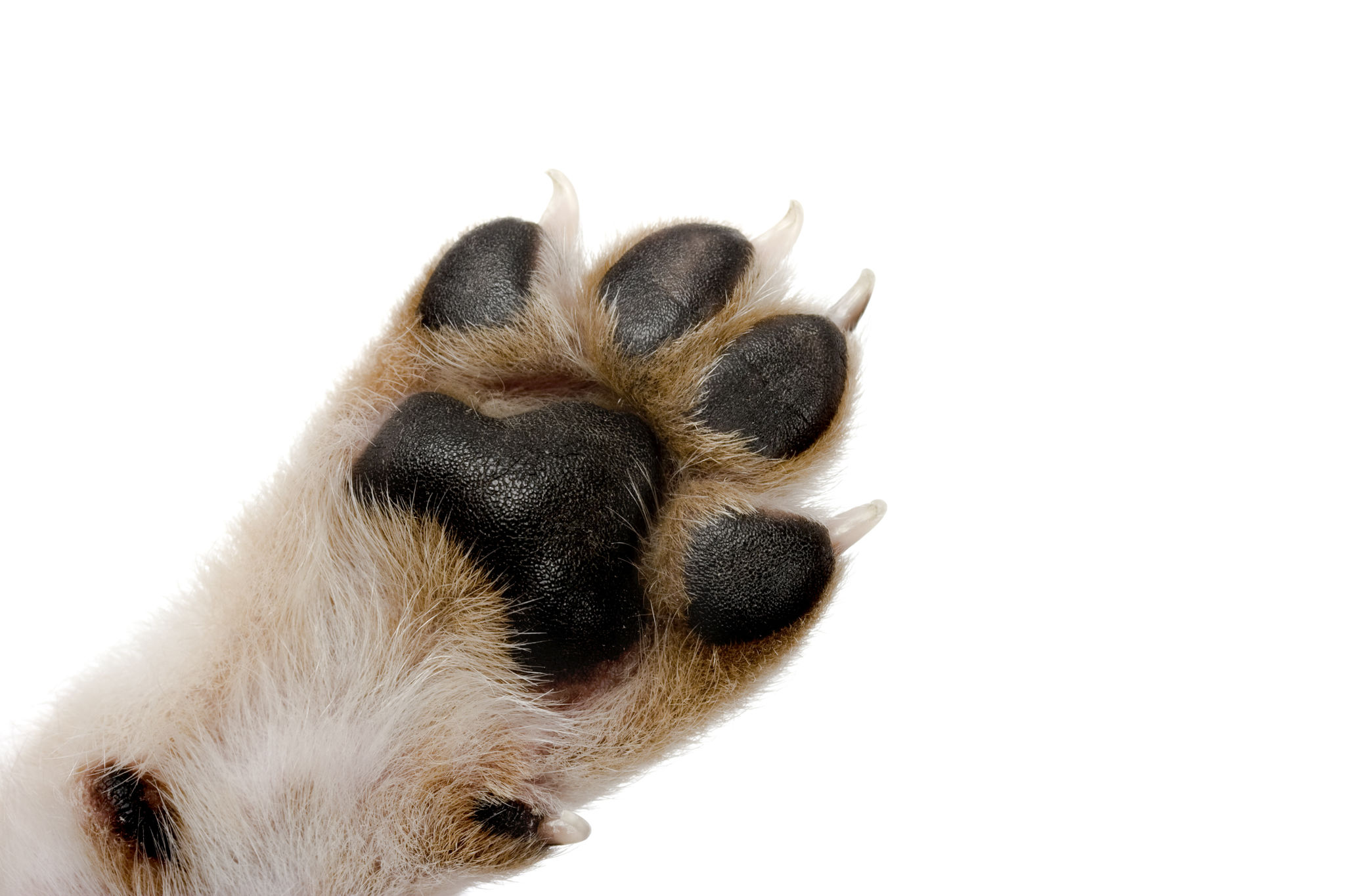 dog paw care
