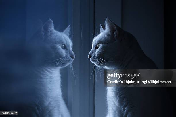 cat reflected in glass - 猫 影 ストックフォトと画像
