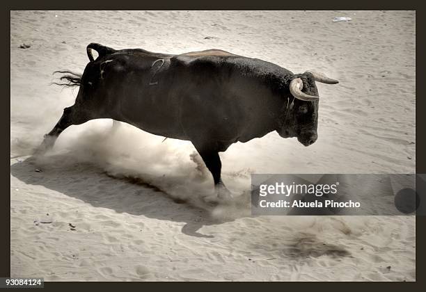 charging bull - bull animal 個照片及圖片檔