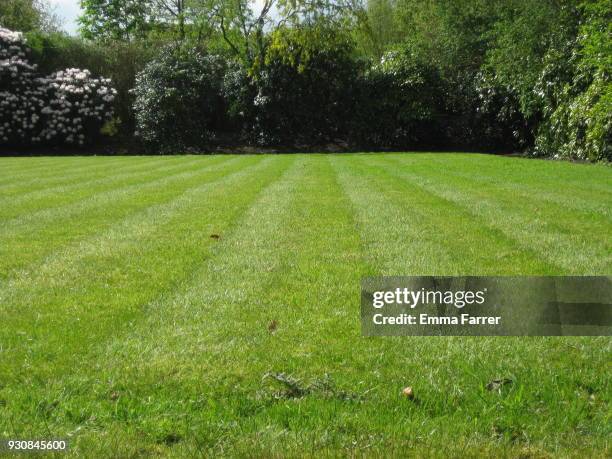 grass lawn mowed into lines - mowing lawn stock-fotos und bilder