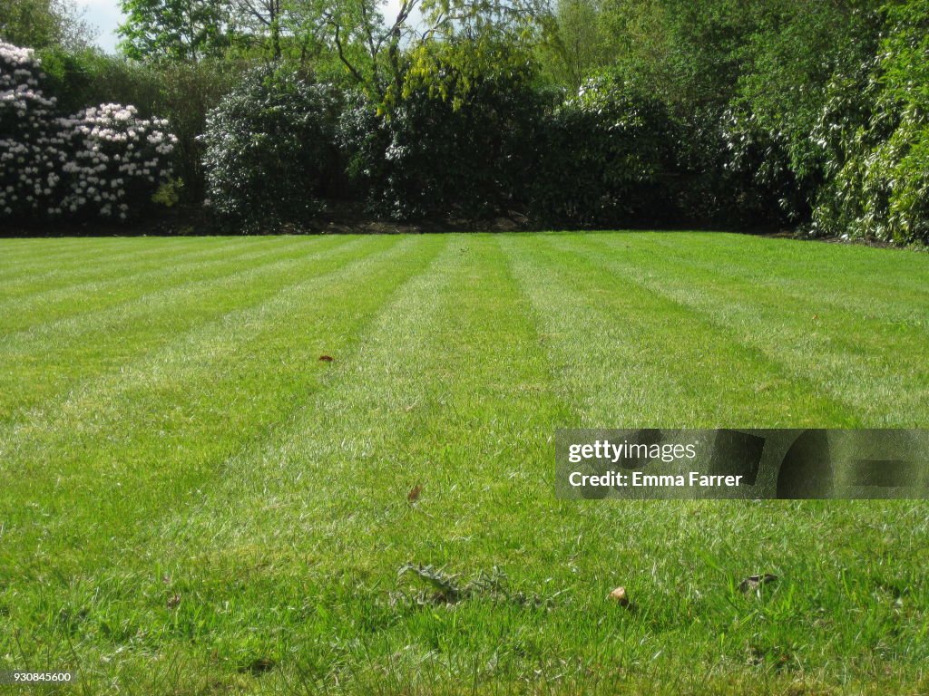 Grass lawn mowed into lines