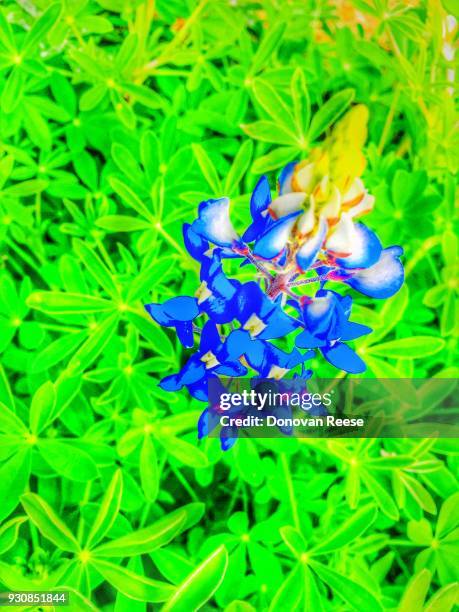 texas bluebonnet - texas bluebonnet stock pictures, royalty-free photos & images