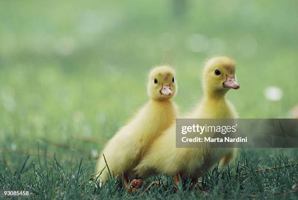 little ducks - duckling stock pictures, royalty-free photos & images