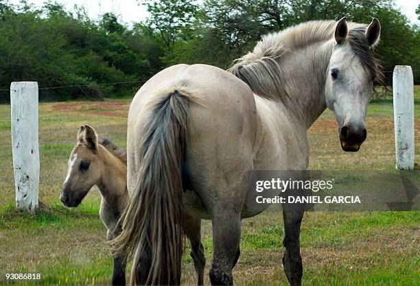Picture of a mare and her foal taken at the estate "Rincon del Socorro", of US billionaire Douglas Tompkins, in Ibera, near Carlos Pellegrini in...