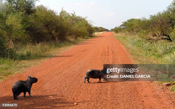 Two capybaras cross a road at the estate "Rincon del Socorro", of US billionaire Douglas Tompkins, in Ibera, near Carlos Pellegrini in Corrientes...