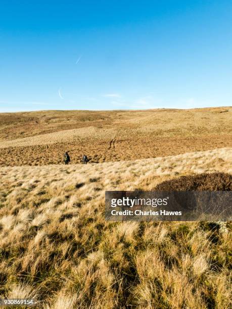 339 Garn High-Res Pictures, and Images Getty Images