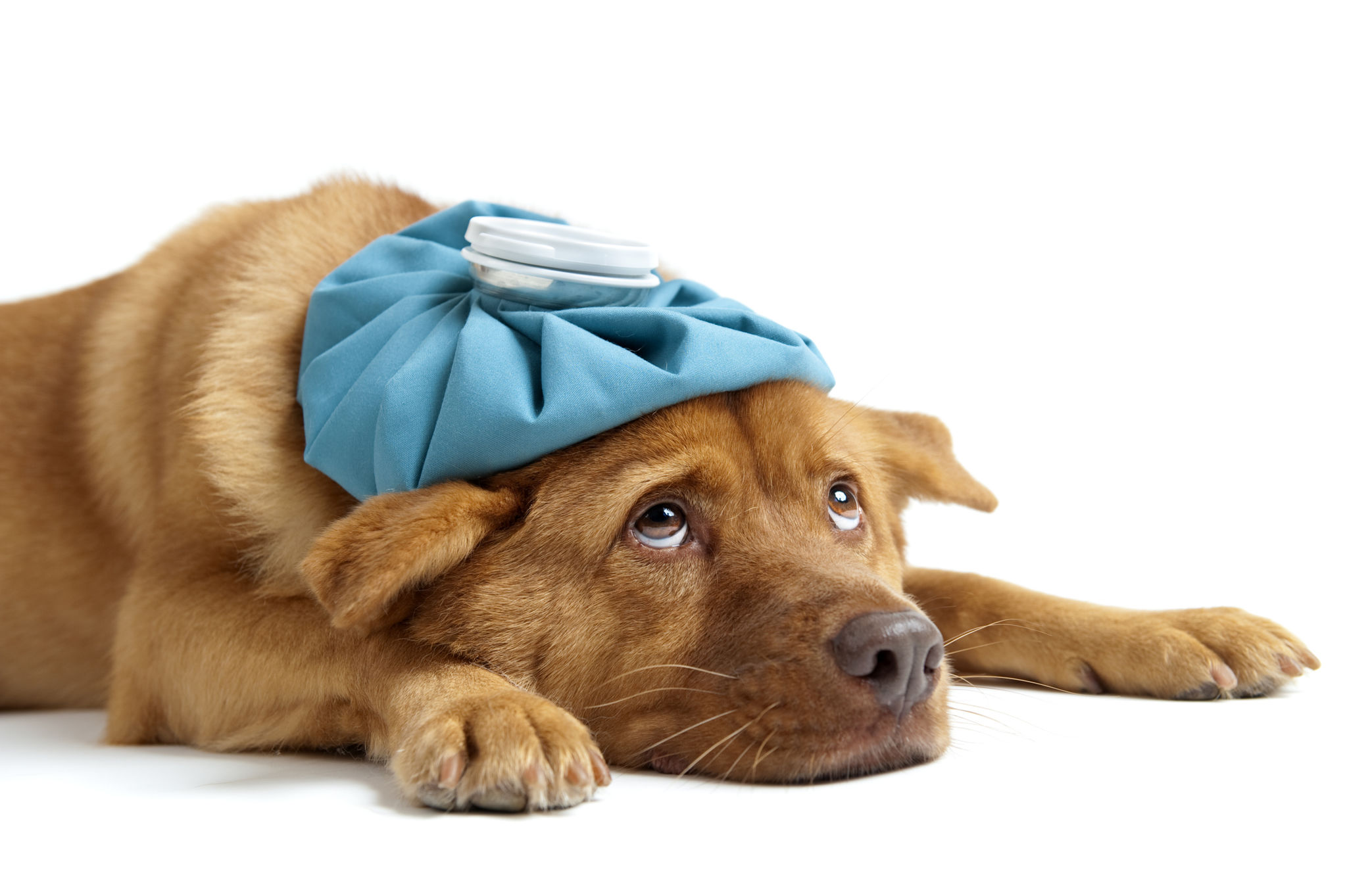dog safety first aid