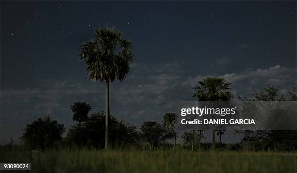 Picture taken at night in the marshes of "Ibera", in the Argentine province of Corrientes on November 4, 2009. The marshes of "Ibera" is a wide...