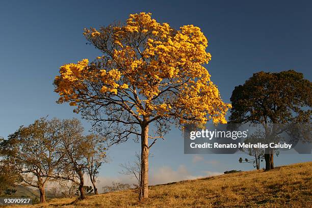 ipe tree - ipe yellow stock pictures, royalty-free photos & images
