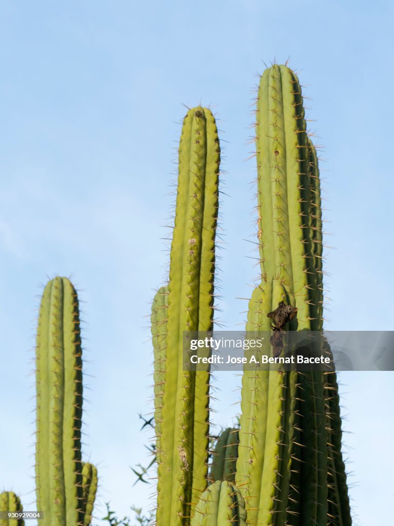 Full frame of outdoor cactus plants.