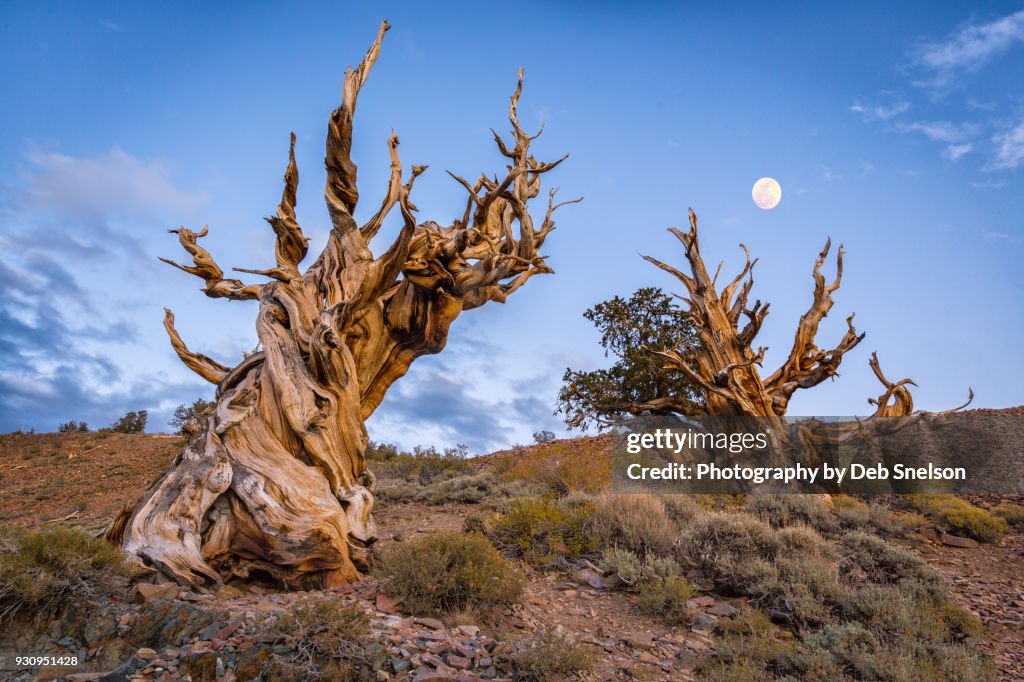 Ancient Bristlecone Pine Forest Moonrise