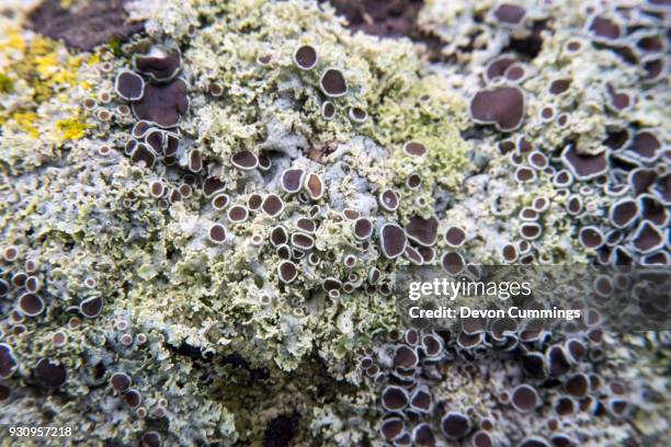 rosette lichen (physcia millegrana) - physcia stock pictures, royalty-free photos & images