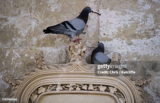 Pigeons make a nest in stone work at Salisbury Cathedral as investigations continue into the poisoning of Sergei Skripal on March 12, 2018 in...