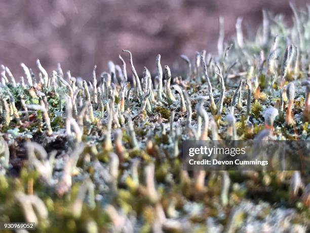 common powderhorn lichen (cladonia coniocraea) - cladonia stock pictures, royalty-free photos & images