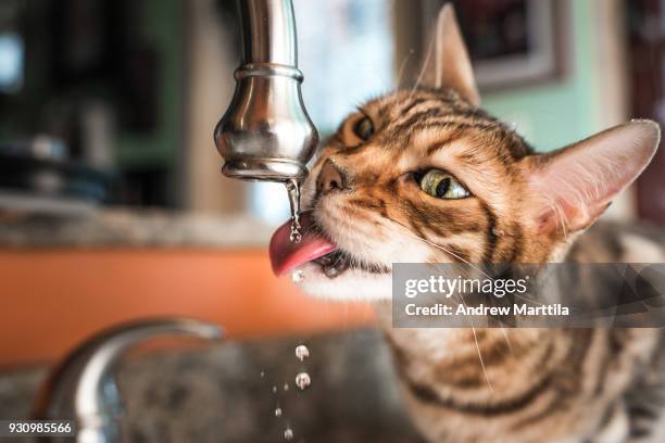 cat drinks from faucet - cat drinking stock-fotos und bilder