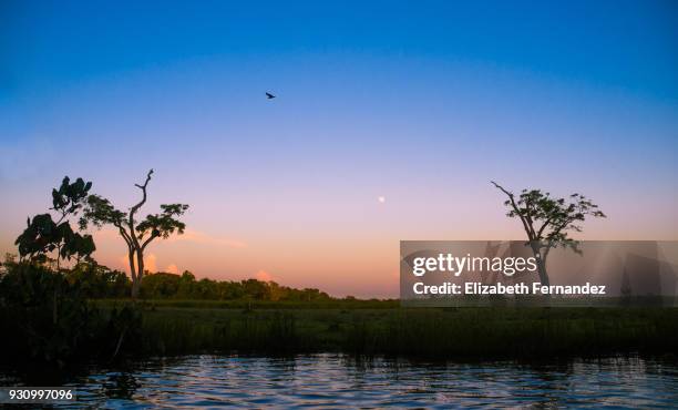 sunset over the orinoco river - orinoco delta stock pictures, royalty-free photos & images