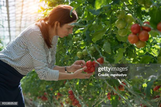 woman harvesting tomatoes in greenhouse - tomato greenhouse stock pictures, royalty-free photos & images