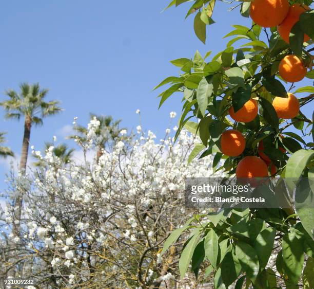 orange tree in bloom in spring - seville oranges stock pictures, royalty-free photos & images