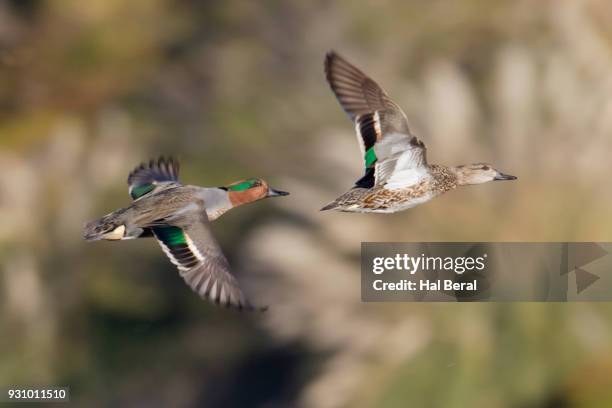 Hen Flying Photos and Premium High Res Pictures - Getty Images