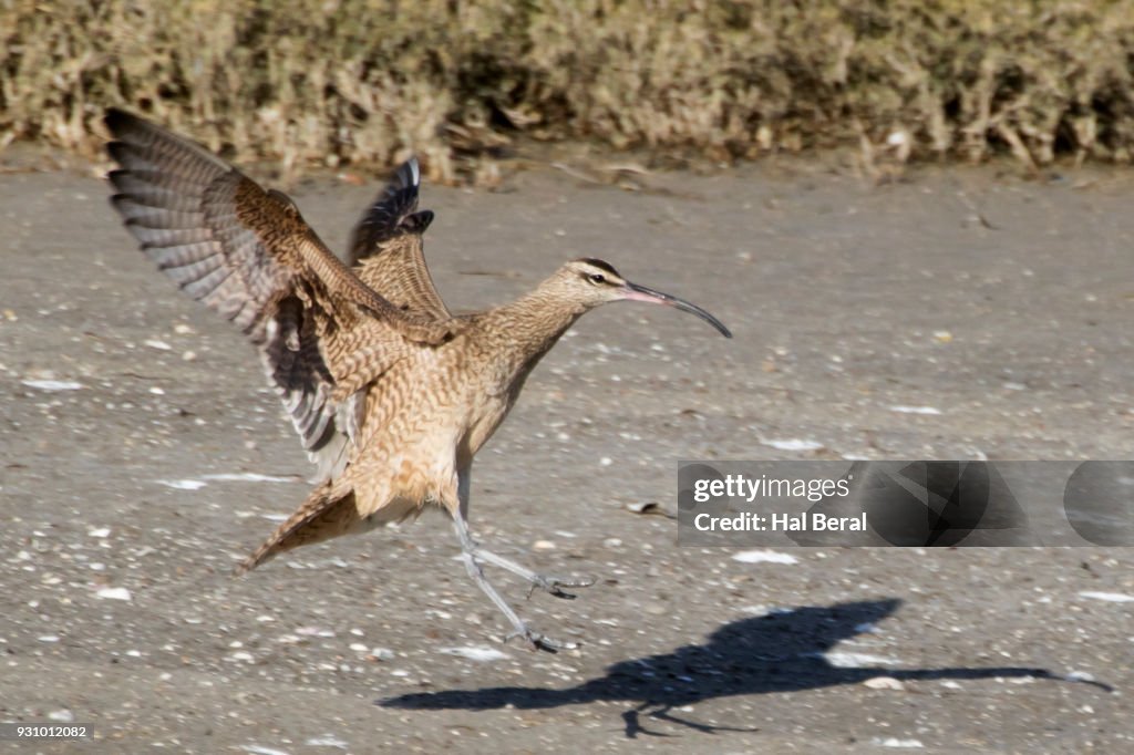 Whimbrel landing