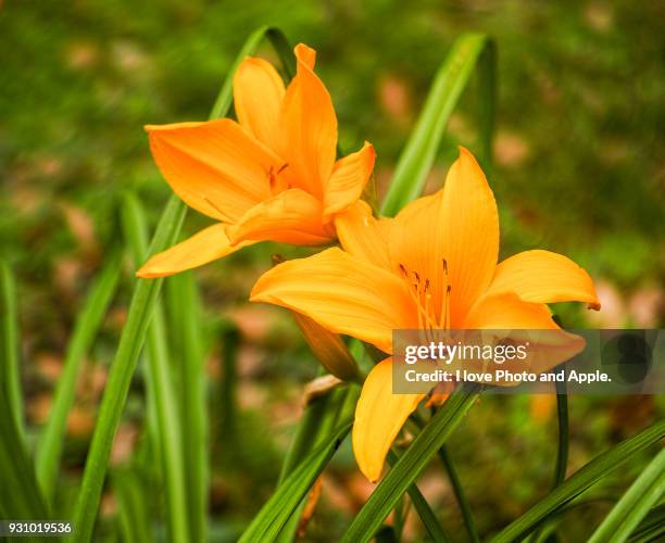 glycyrrhiza - licorice root stock pictures, royalty-free photos & images
