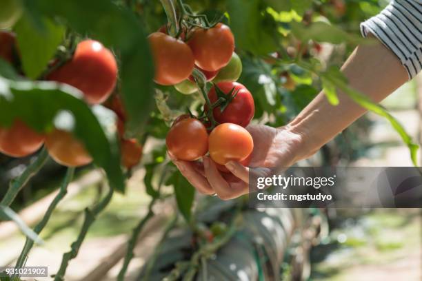 woman harvesting tomatoes in greenhouse - tomato greenhouse stock pictures, royalty-free photos & images